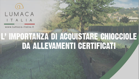 L' importanza di Acquistare lumache da allevamenti certificati