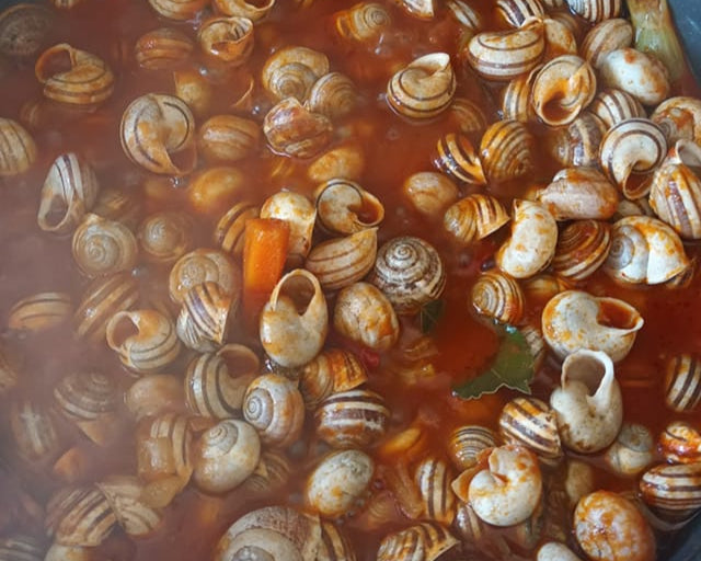 Lumache Eobania Vermiculata allevate in campo aperto per piatti gourmet