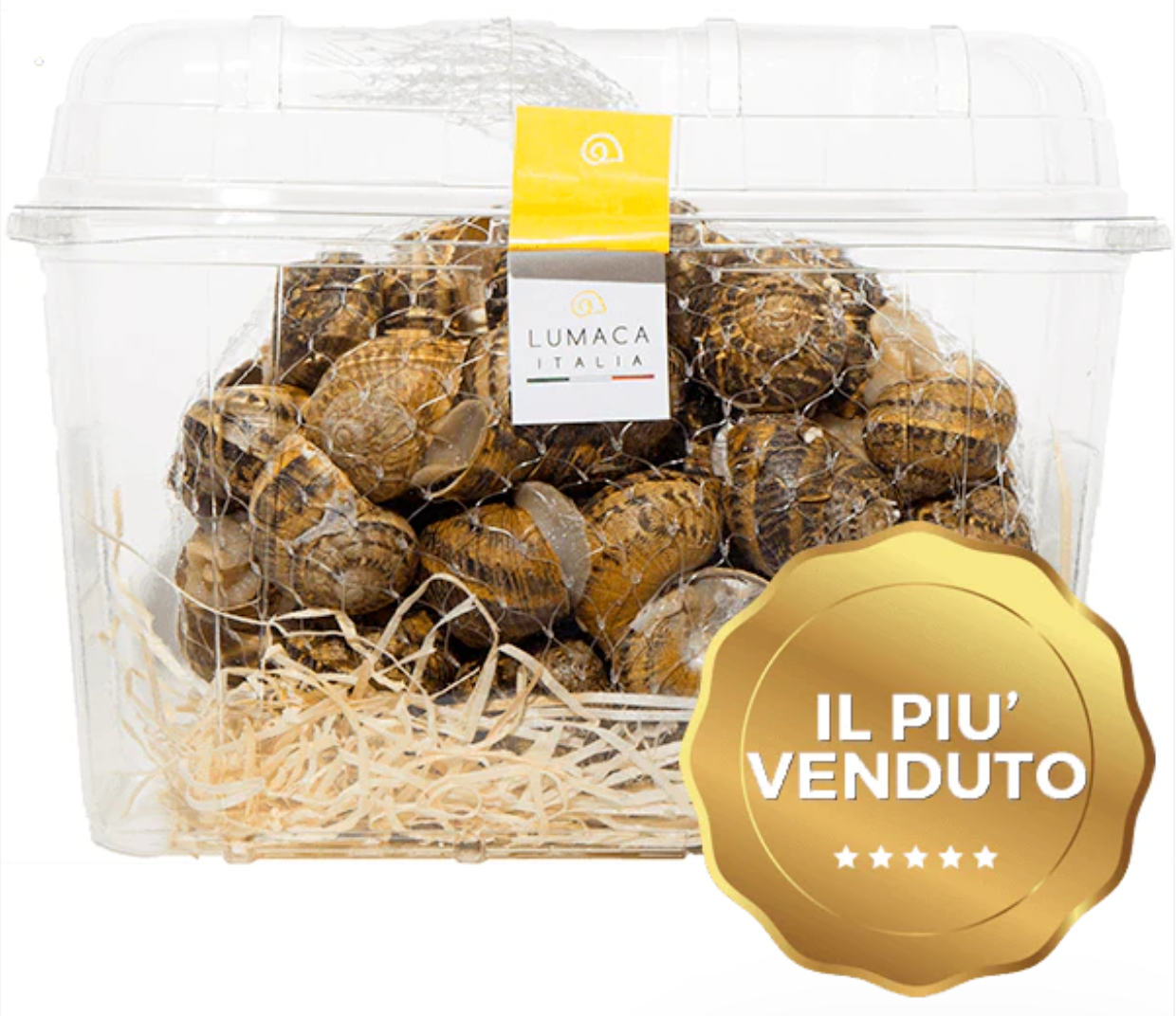 Lumache Helix Aspersa Muller per bourguignonne