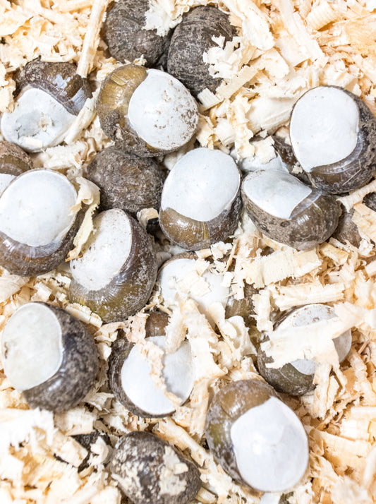 Monacelle pronte alla cottura – lumache gastronomiche italiane