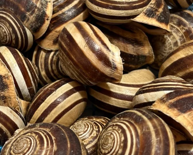 Lumache biologiche Rigatella Eobania Vermiculata da cucina gourmet