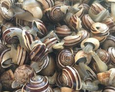 Escargot gourmet Rigatella Eobania Vermiculata pronte per la preparazione