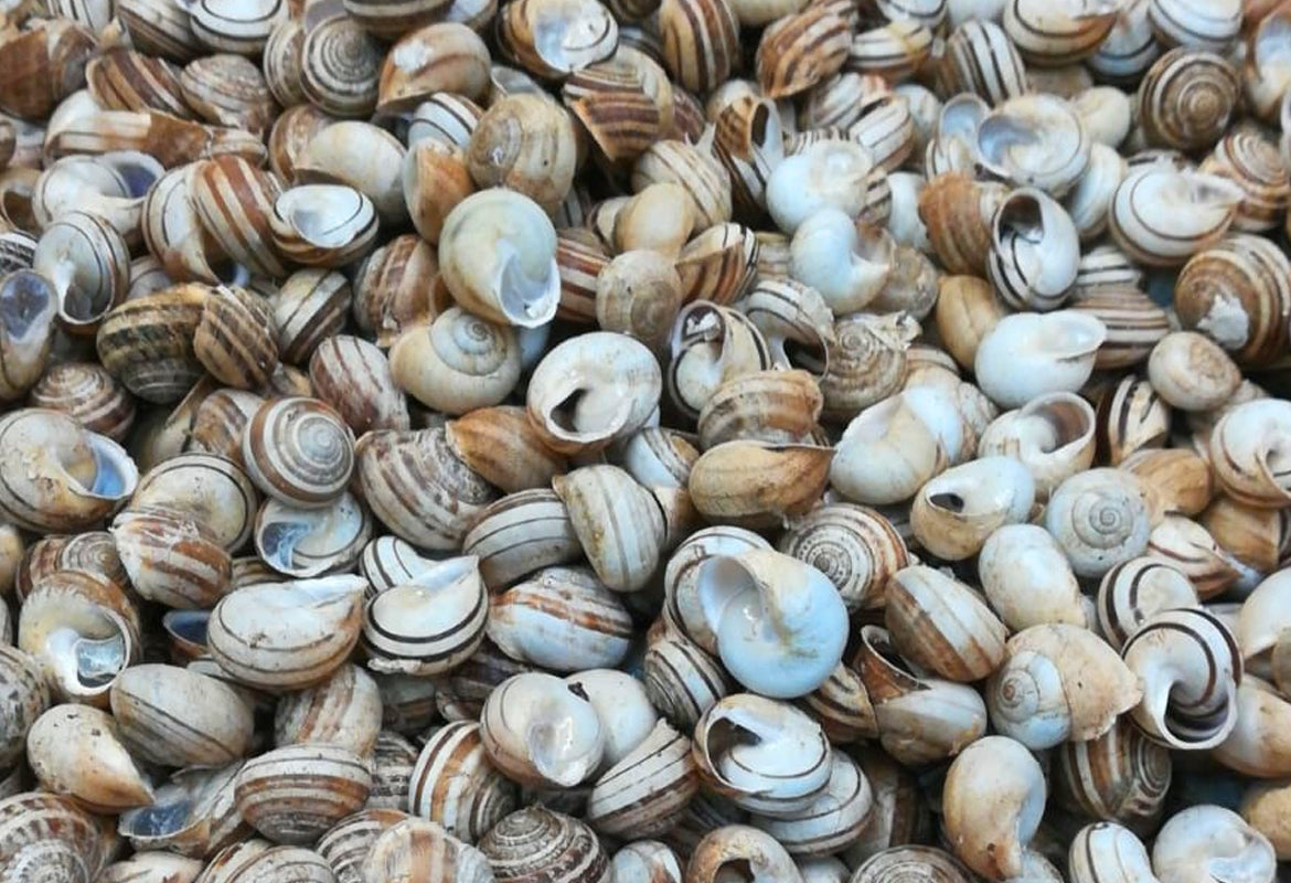 Confezione da 1 KG di lumache pronte per piatti gourmet con omaggio