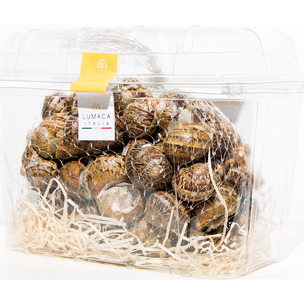 Kit gran risparmio con lumache Helix Aspersa Muller e piatto per escargot