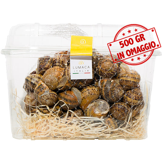 Lumache Helix Aspersa Muller fresche pronte per la cottura