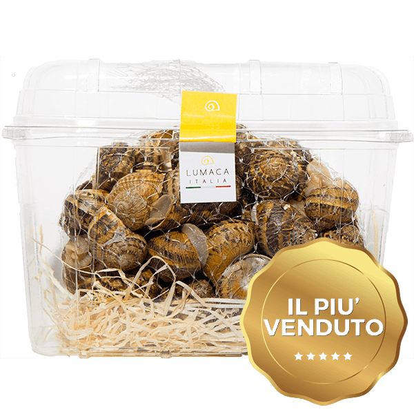 Lumache fresche Helix Aspersa Muller allevate naturalmente all'aperto - Lumaca Italia