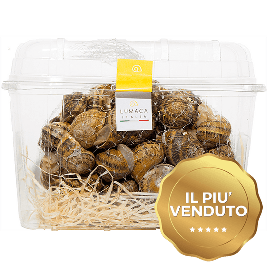 Lumache fresche Helix Aspersa Muller allevate naturalmente all'aperto - Lumaca Italia