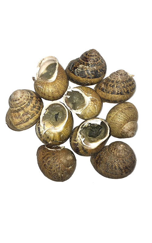 Primo piano delle lumache fresche Helix Aspersa Muller
