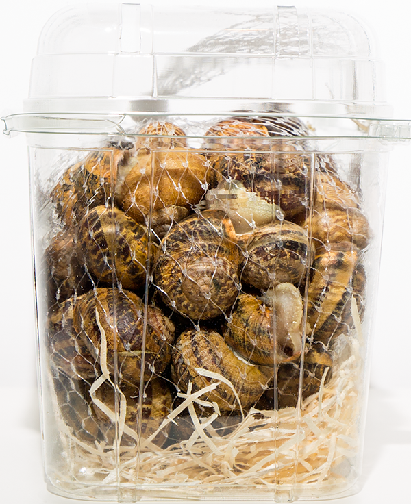 Lumache Helix Aspersa Muller fresche con utensili escargot gourmet