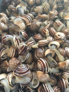 1 kg Rigatella Snails (Eobania Vermiculata) + FREE