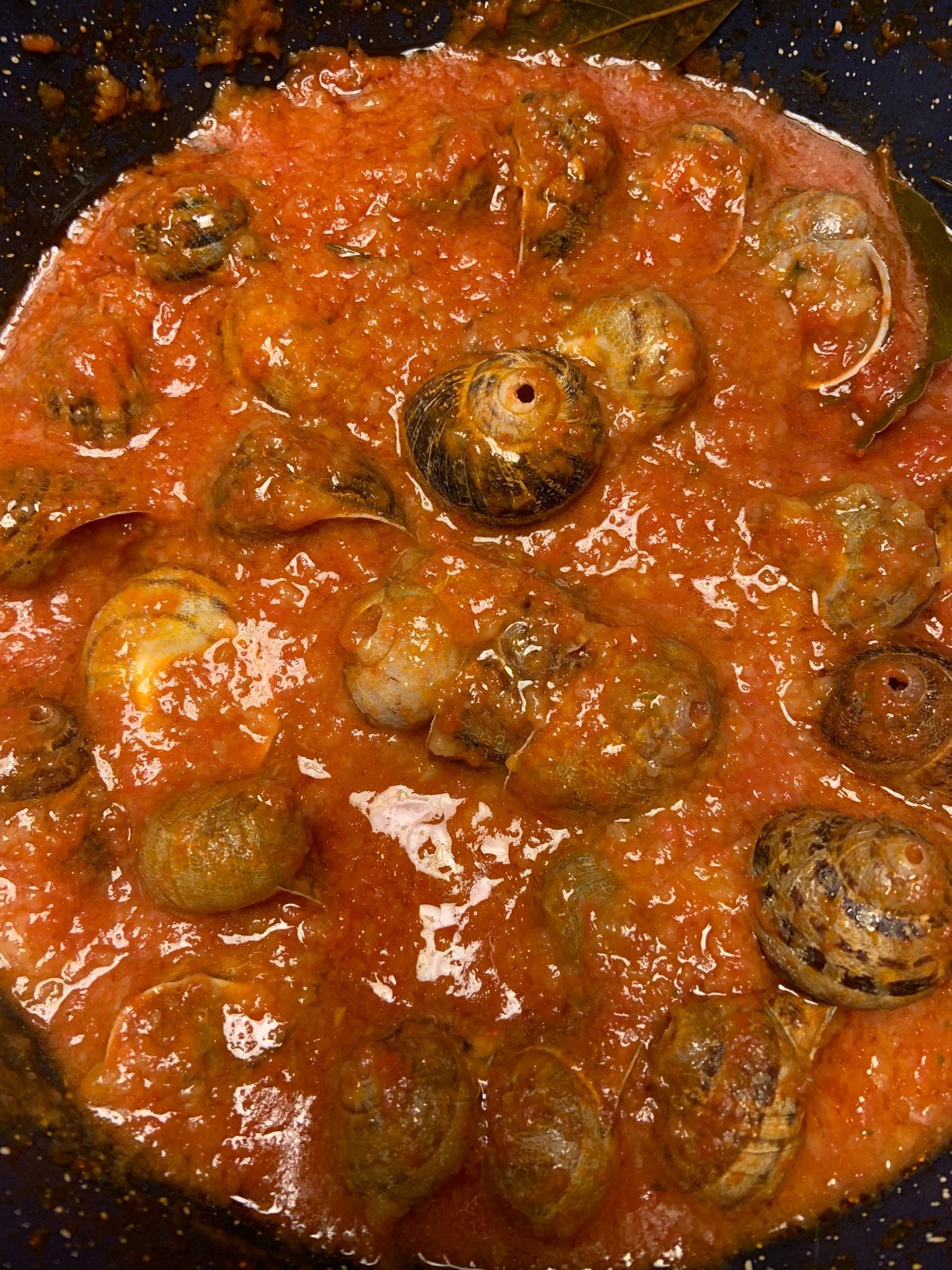 Lumache fresche Helix Aspersa Muller per escargot gourmet